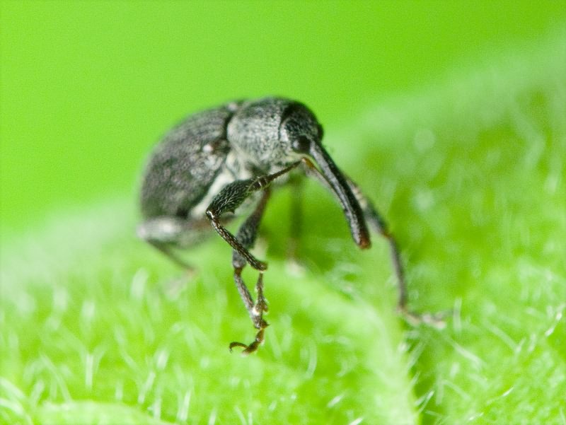 Anthonomus (Anthonomus) rubi (Herbst, 1795)